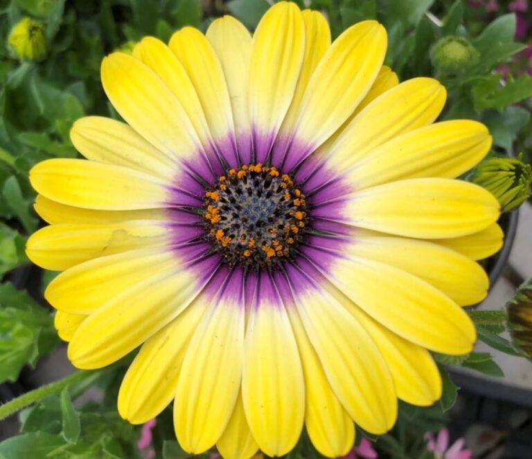 perennial - yellow daisy - Moonfire and Sun Garden Center