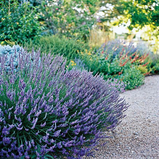 lavendar shrub