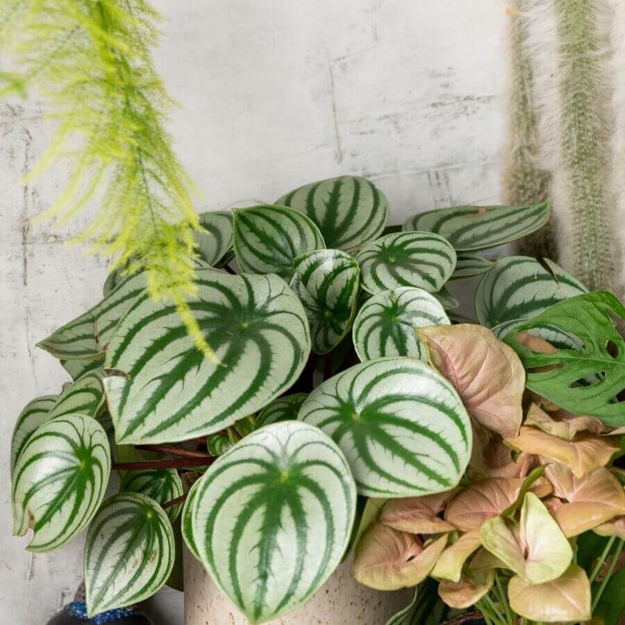 House plants small