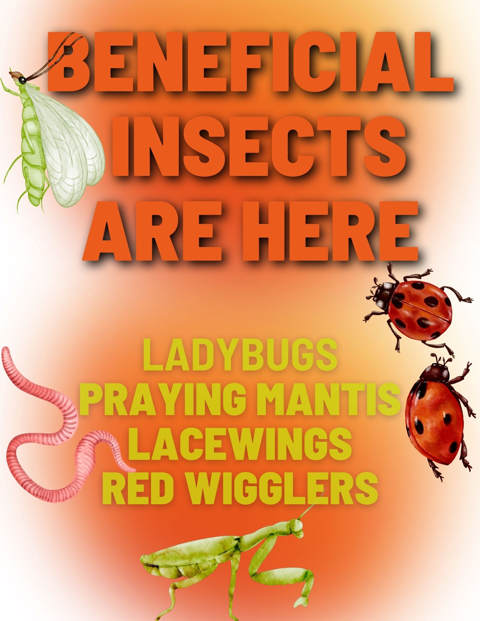 beneficial insects are here