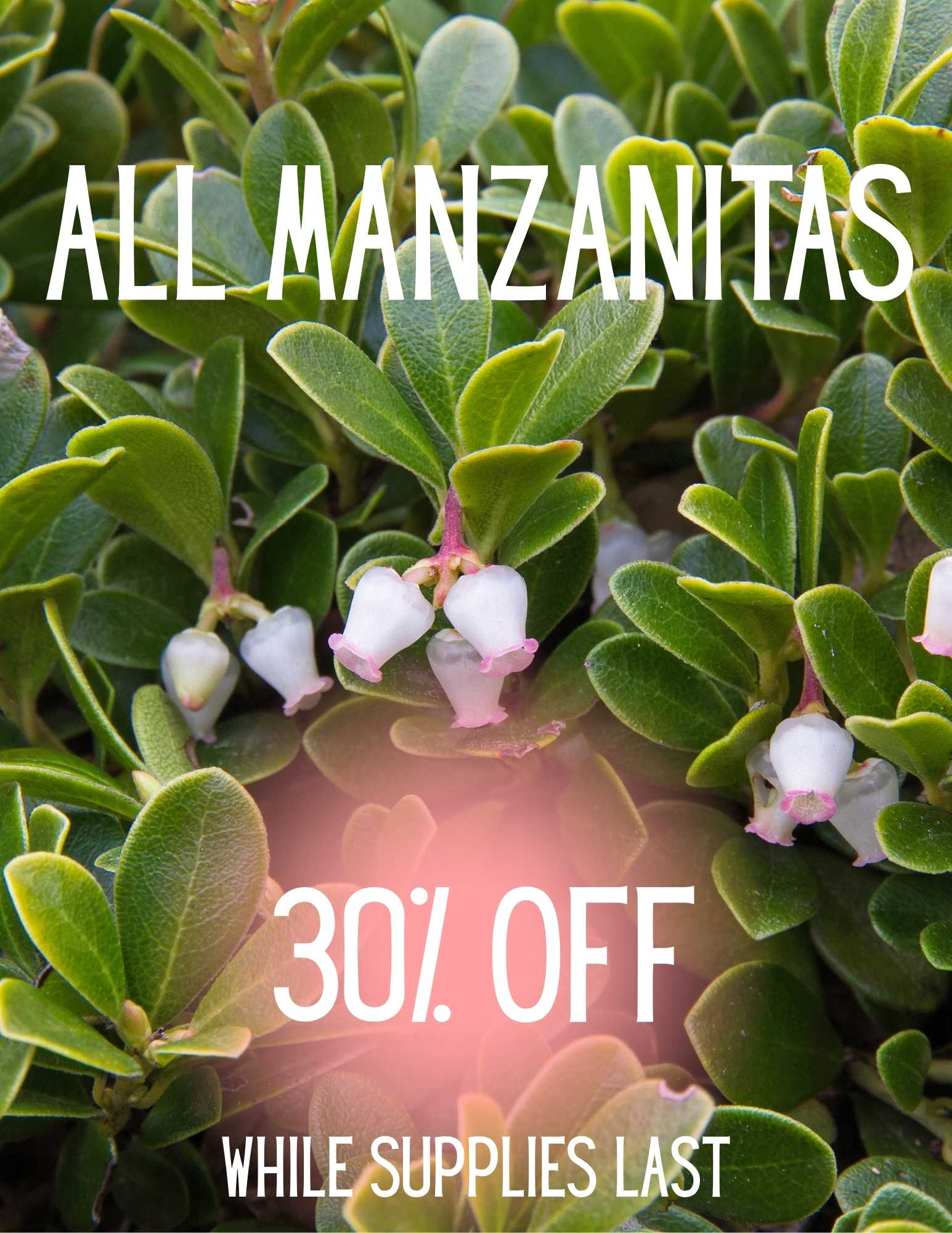 all manzantias