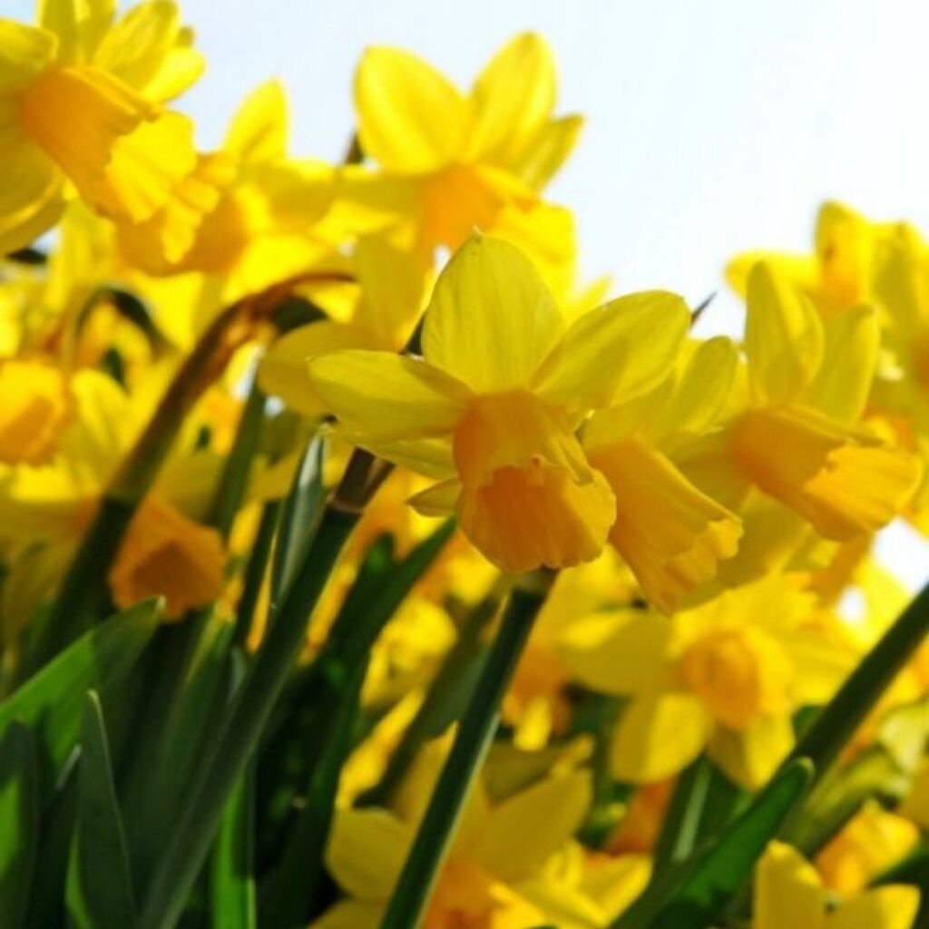 tete a tete - fall bulb selection