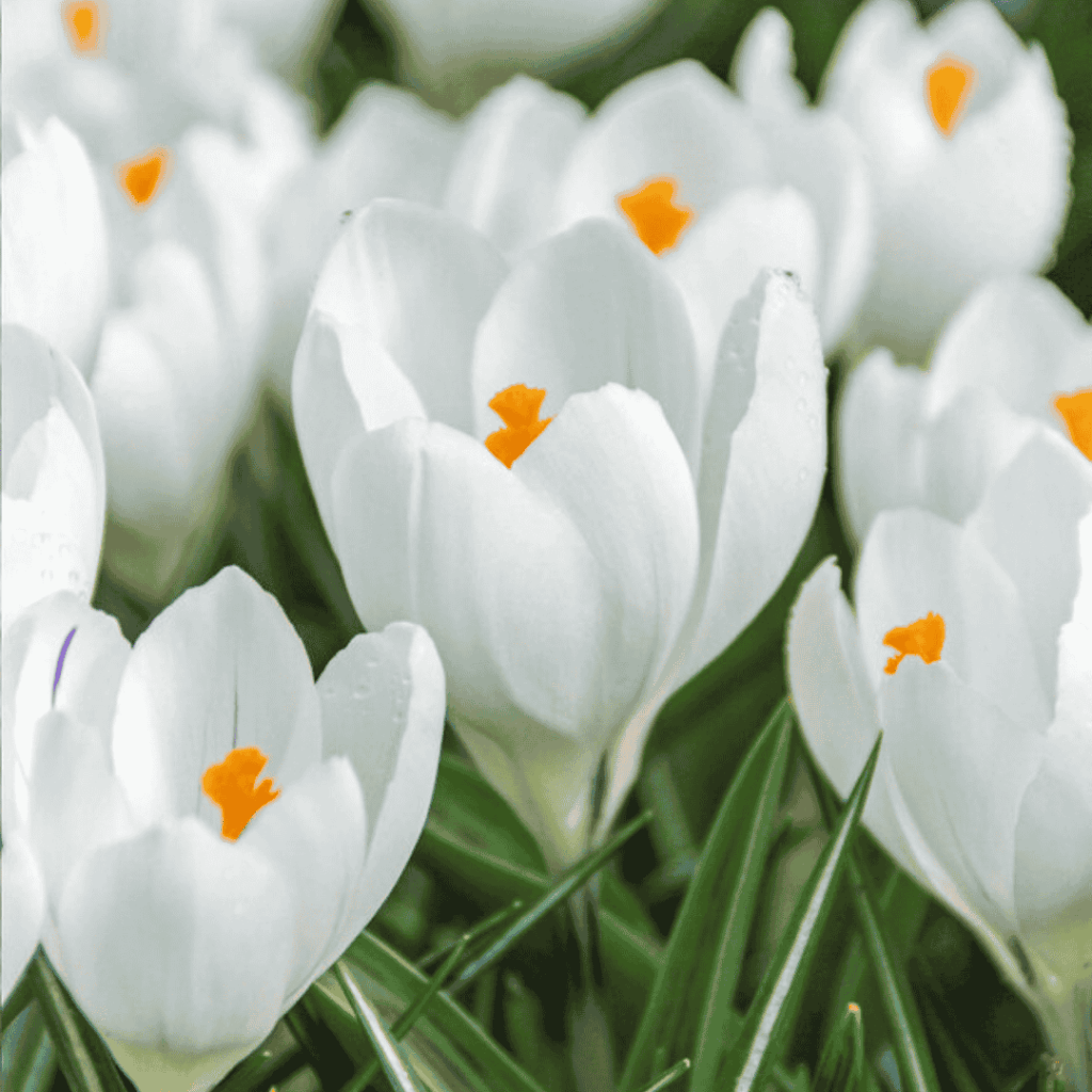 joan of arc - fall bulb selection