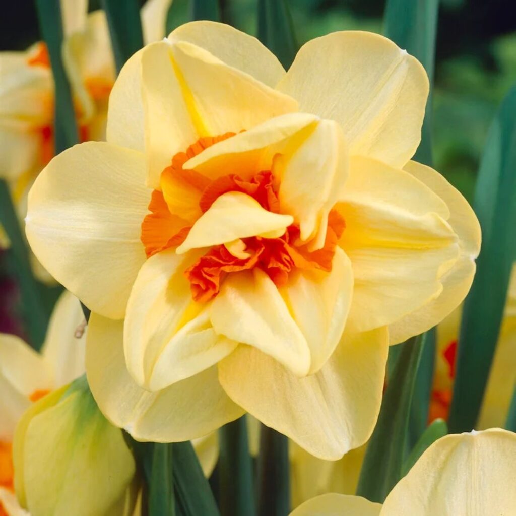 double fashion - fall bulb selection