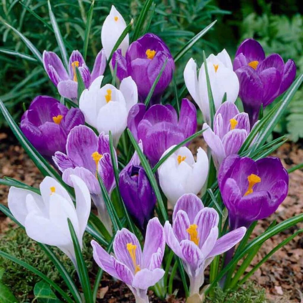 crocus - fall bulb selection