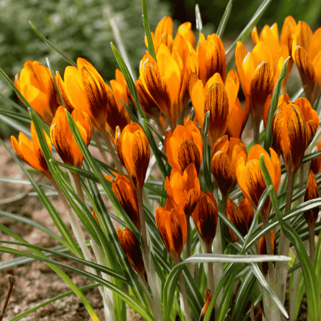 orange monarch - fall bulb selection