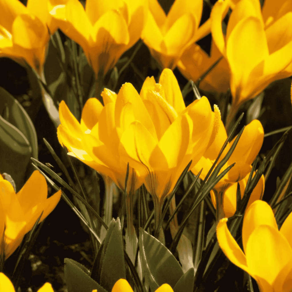 yellow mammoth - fall bulb selection