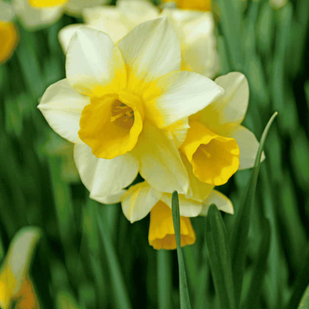 golden echo - fall bulb selection