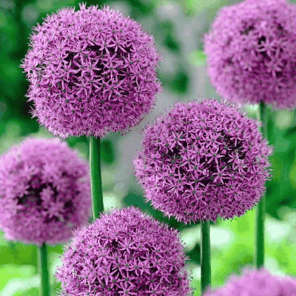 alliums gladiator - fall bulb selection