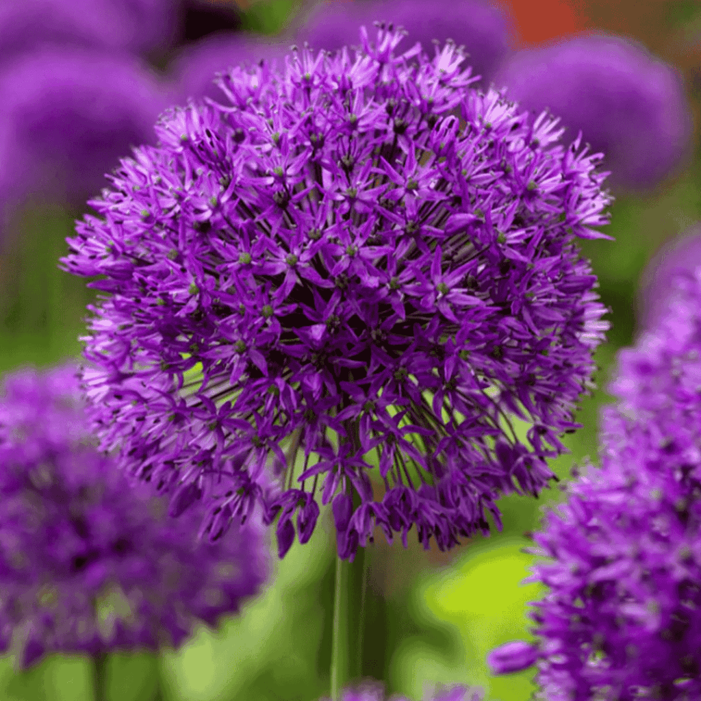 alliums purple sensation - fall bulb selection