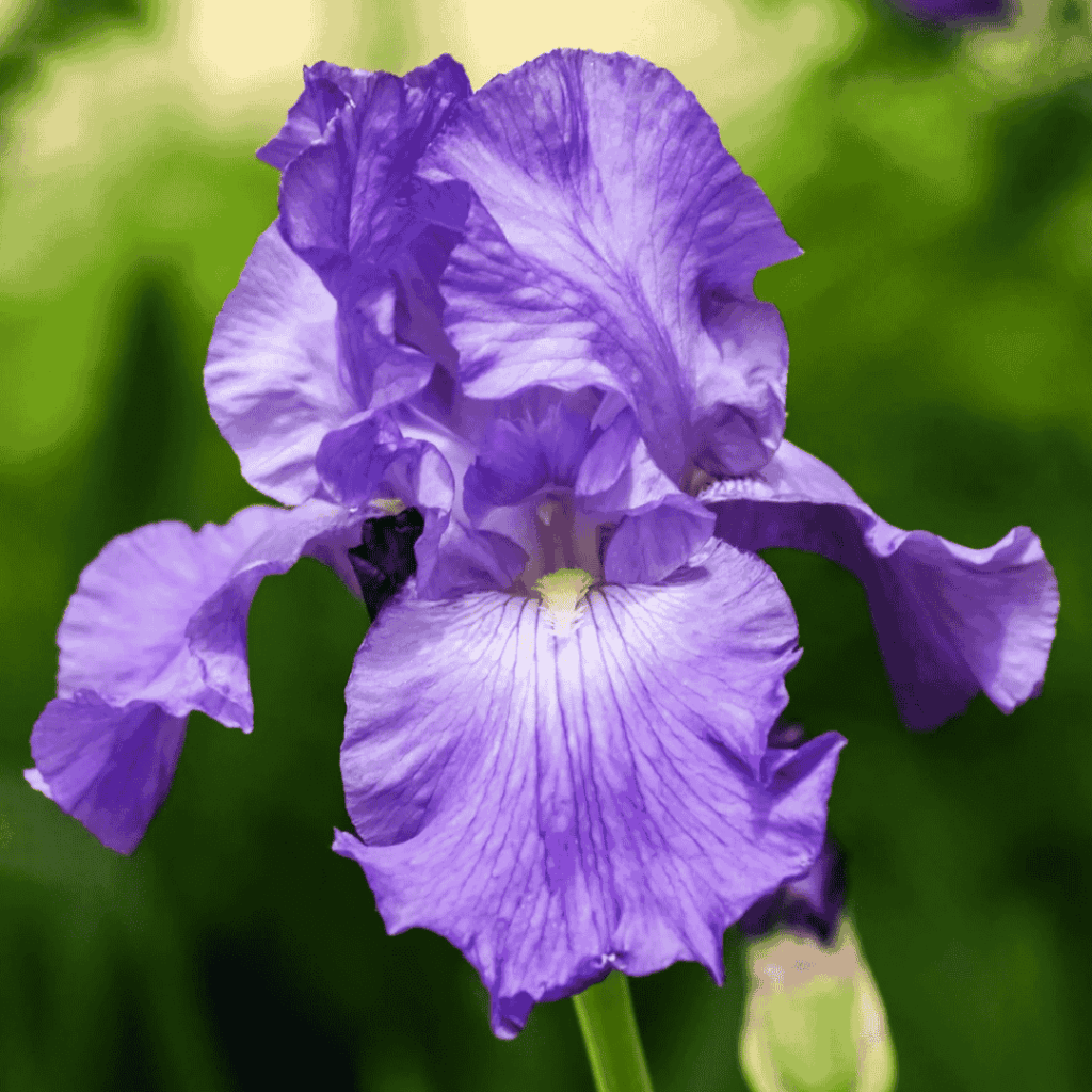 iris his royal highness - fall bulb selection