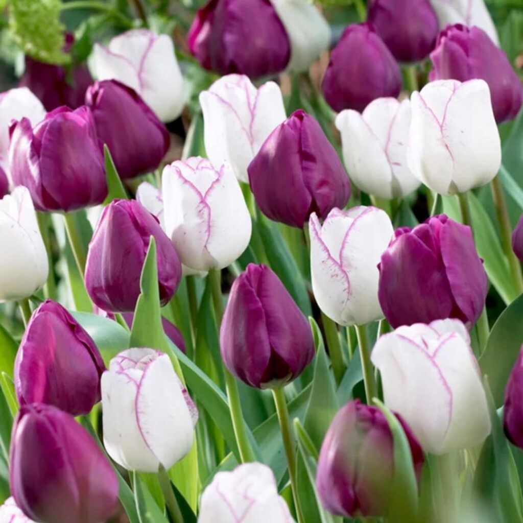 purple passion - fall bulb selection