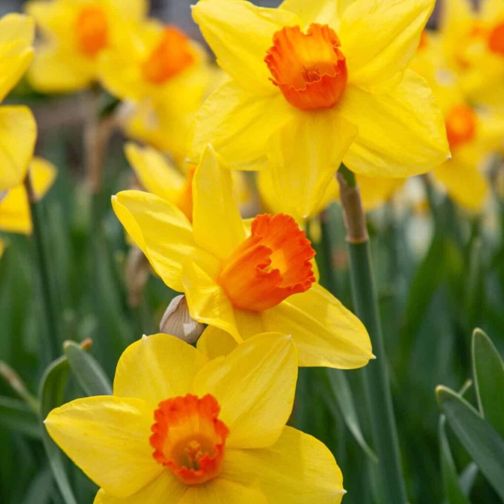 daffodils - fall bulb selection