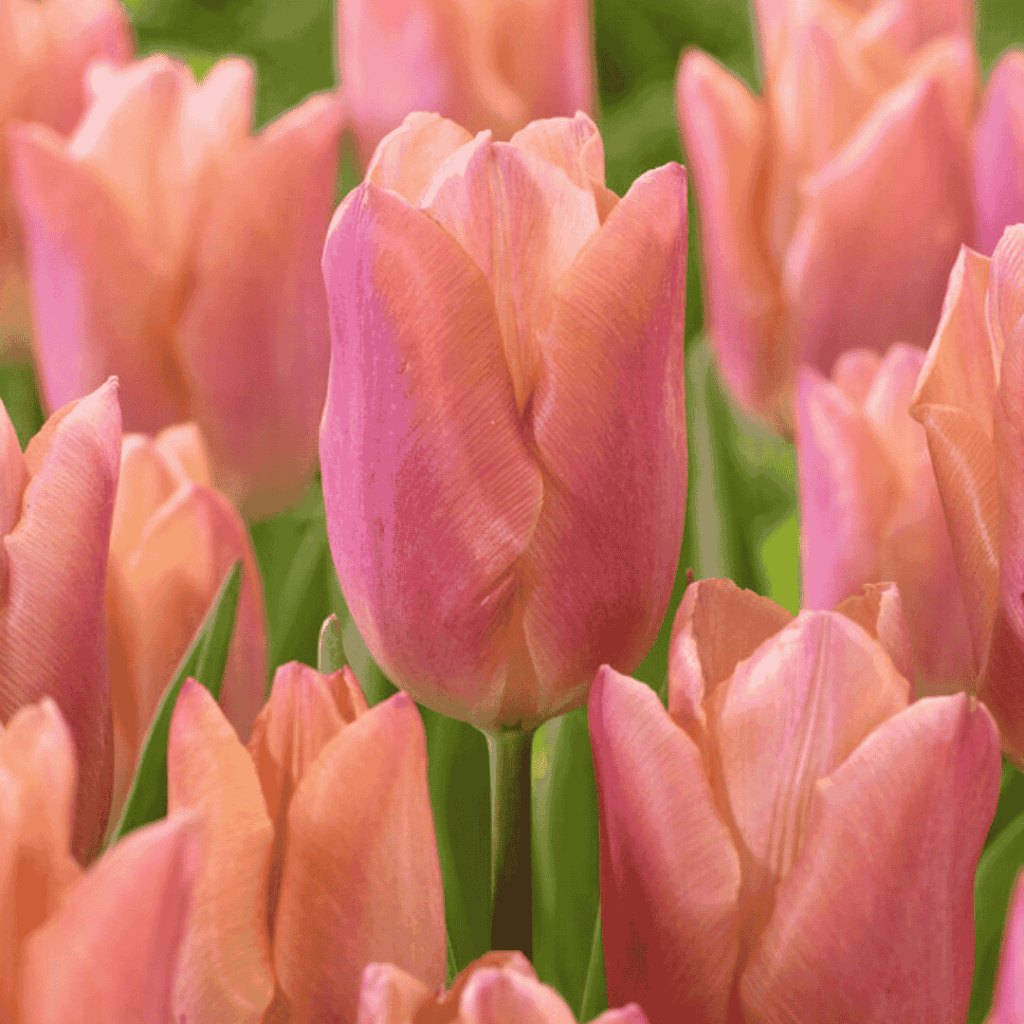 tulips - fall bulb selection guide