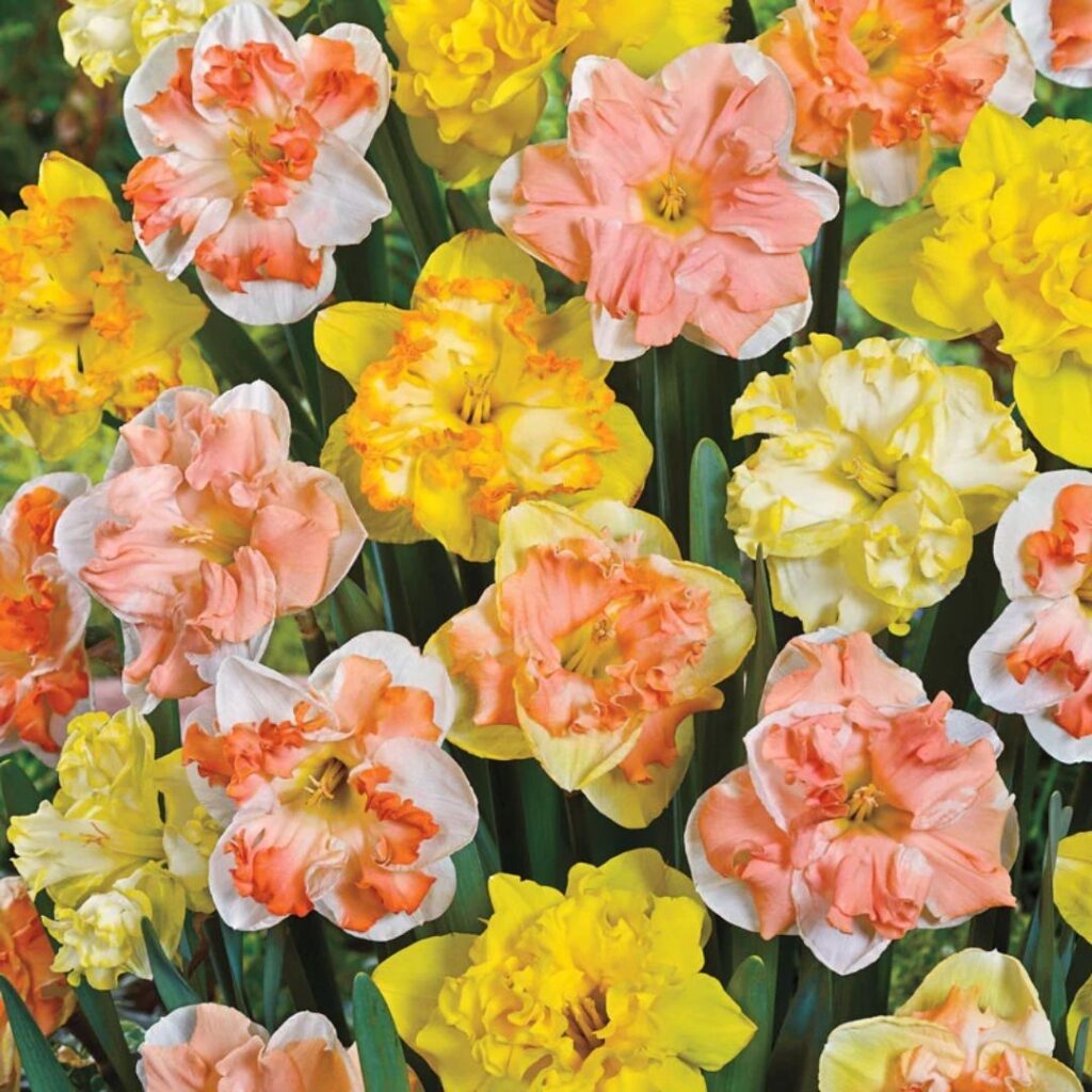 butterfly mixture - fall bulb selection