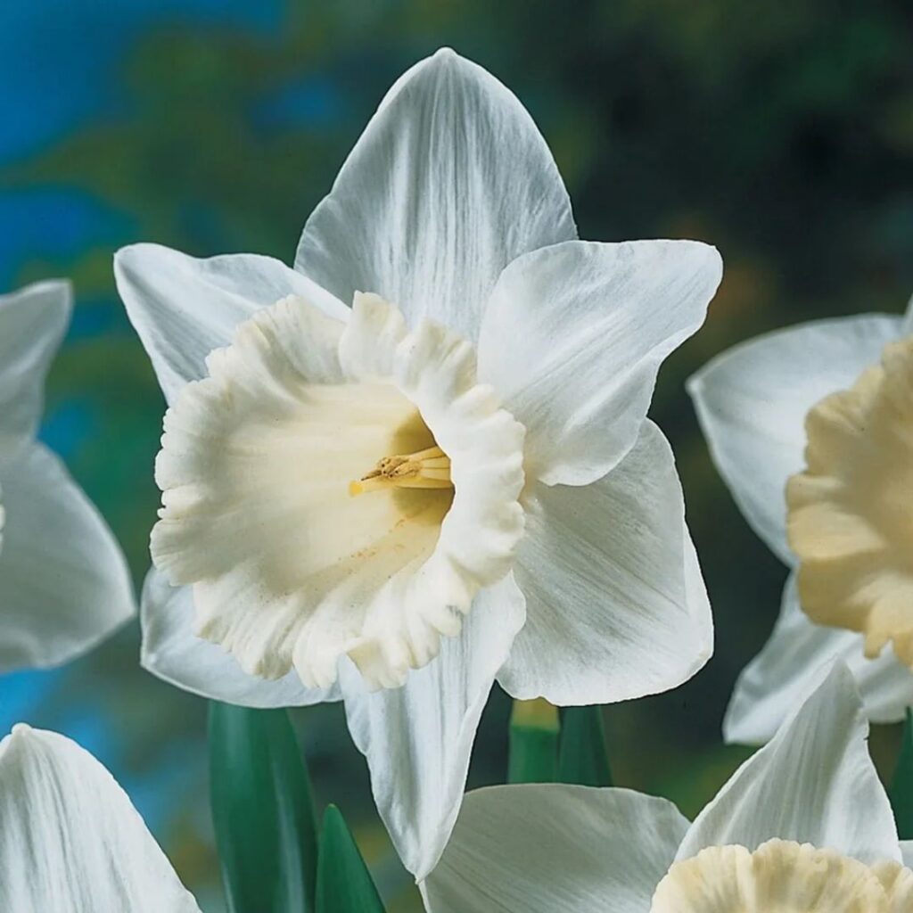 mt hood - fall bulb selection