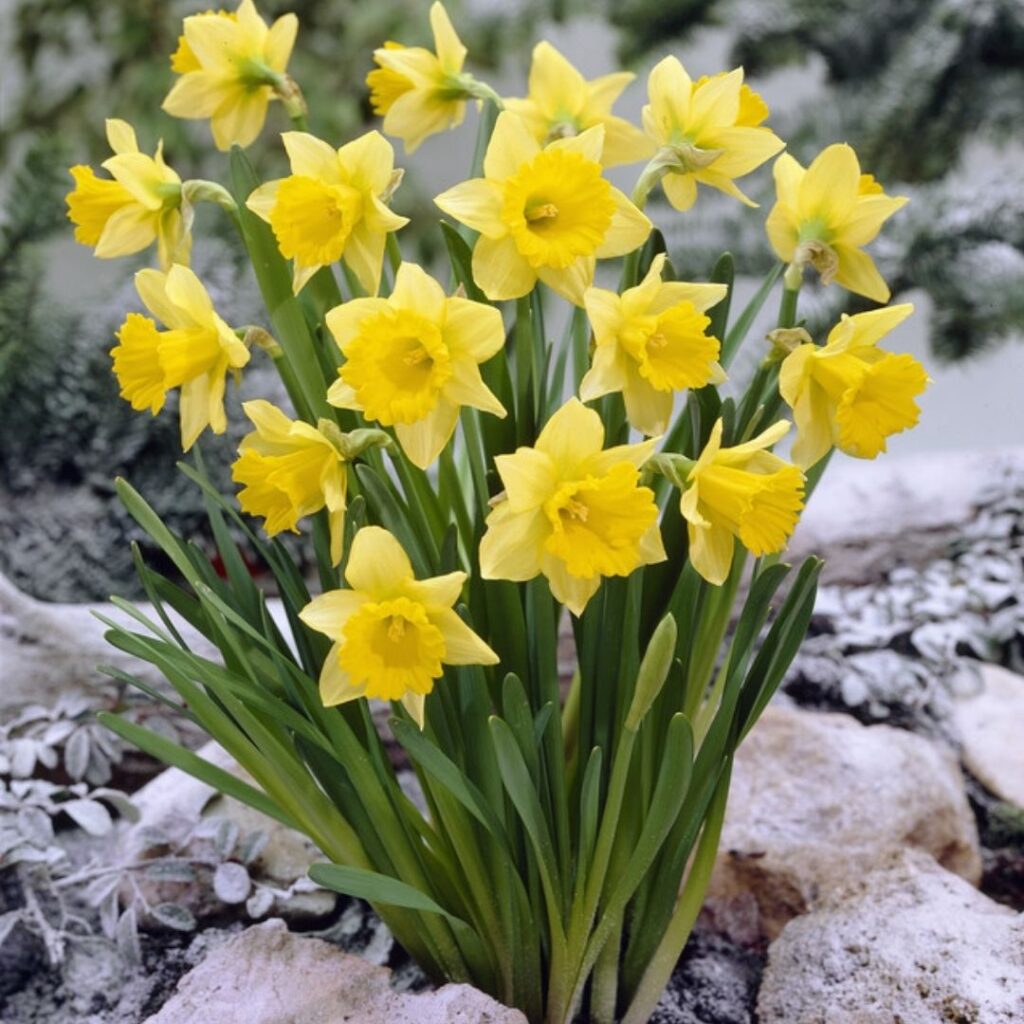 Rijnveld's Early Sensation - fall bulb mixture