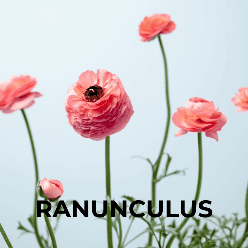 Ranunculus