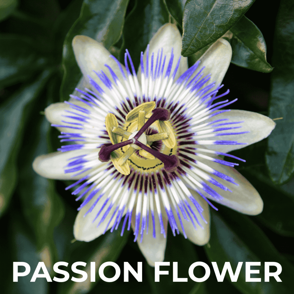 Passion Flower Vine