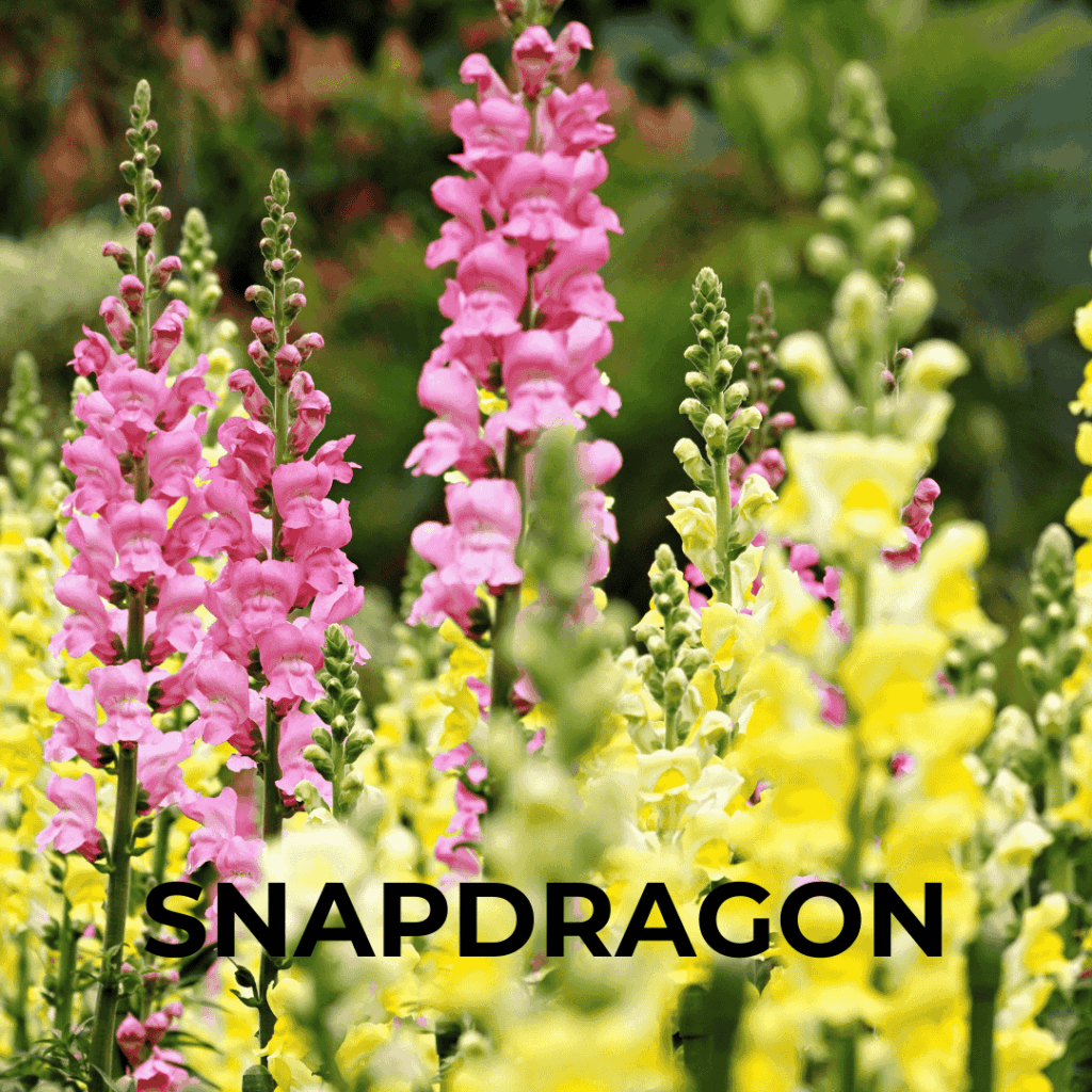 Snapdragon