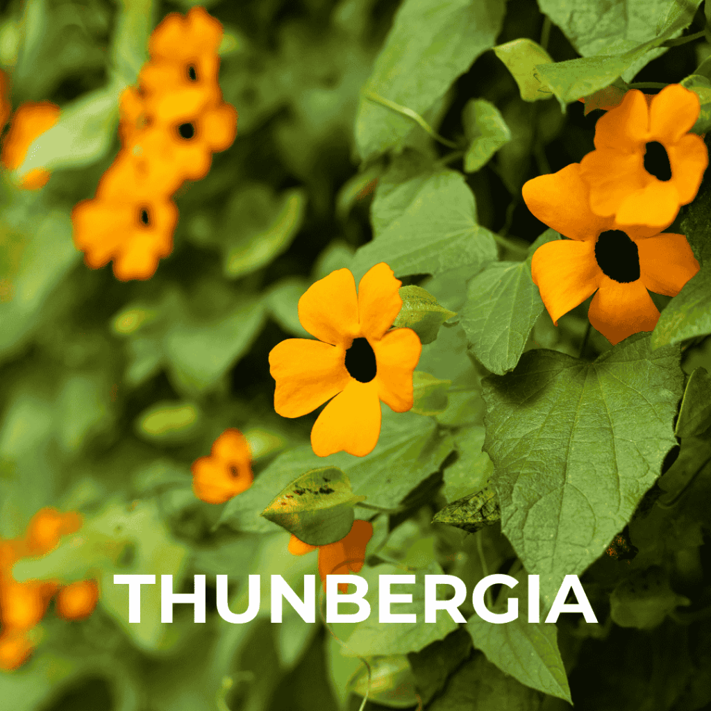 Thunbergia