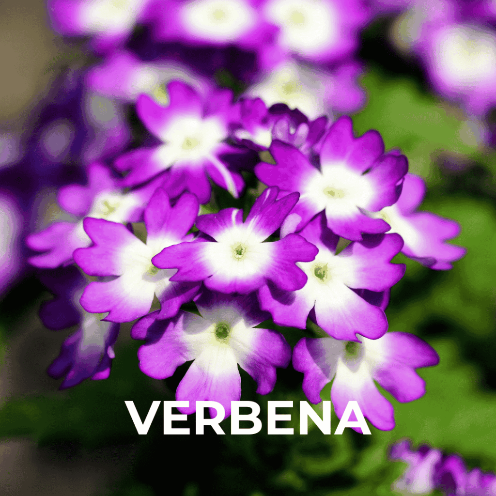 Verbena