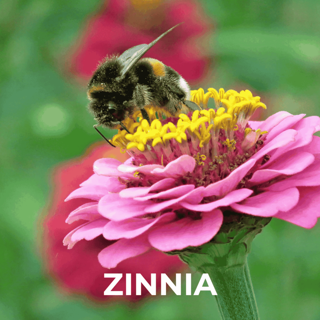 Zinnia