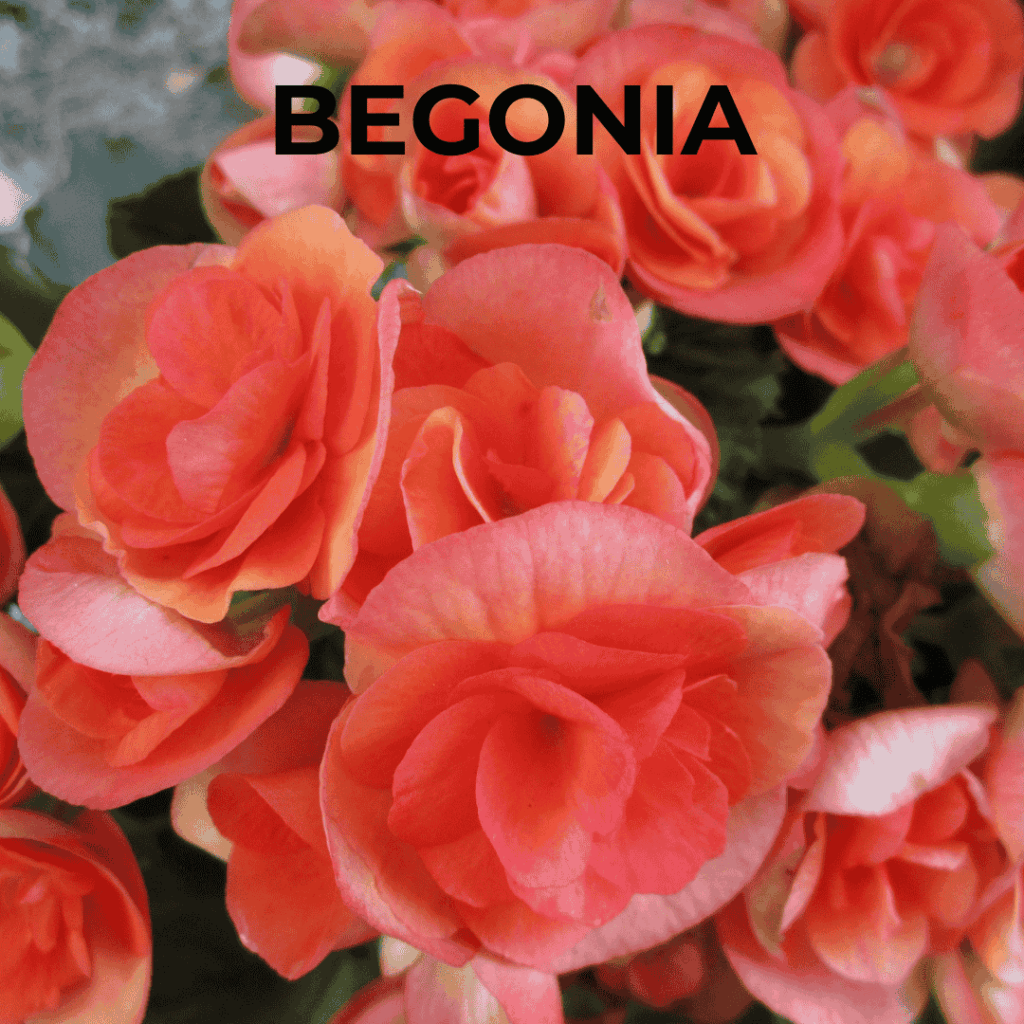 Begonia