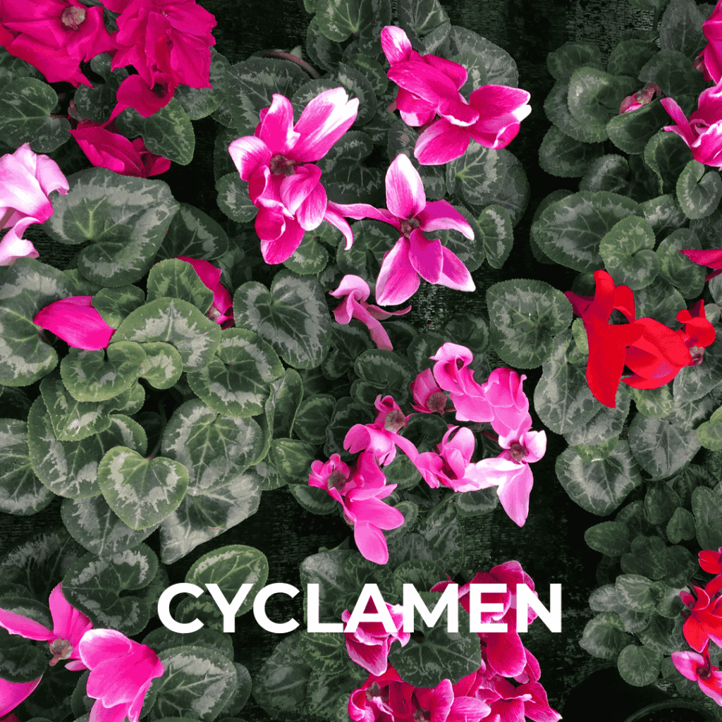 Cyclamen