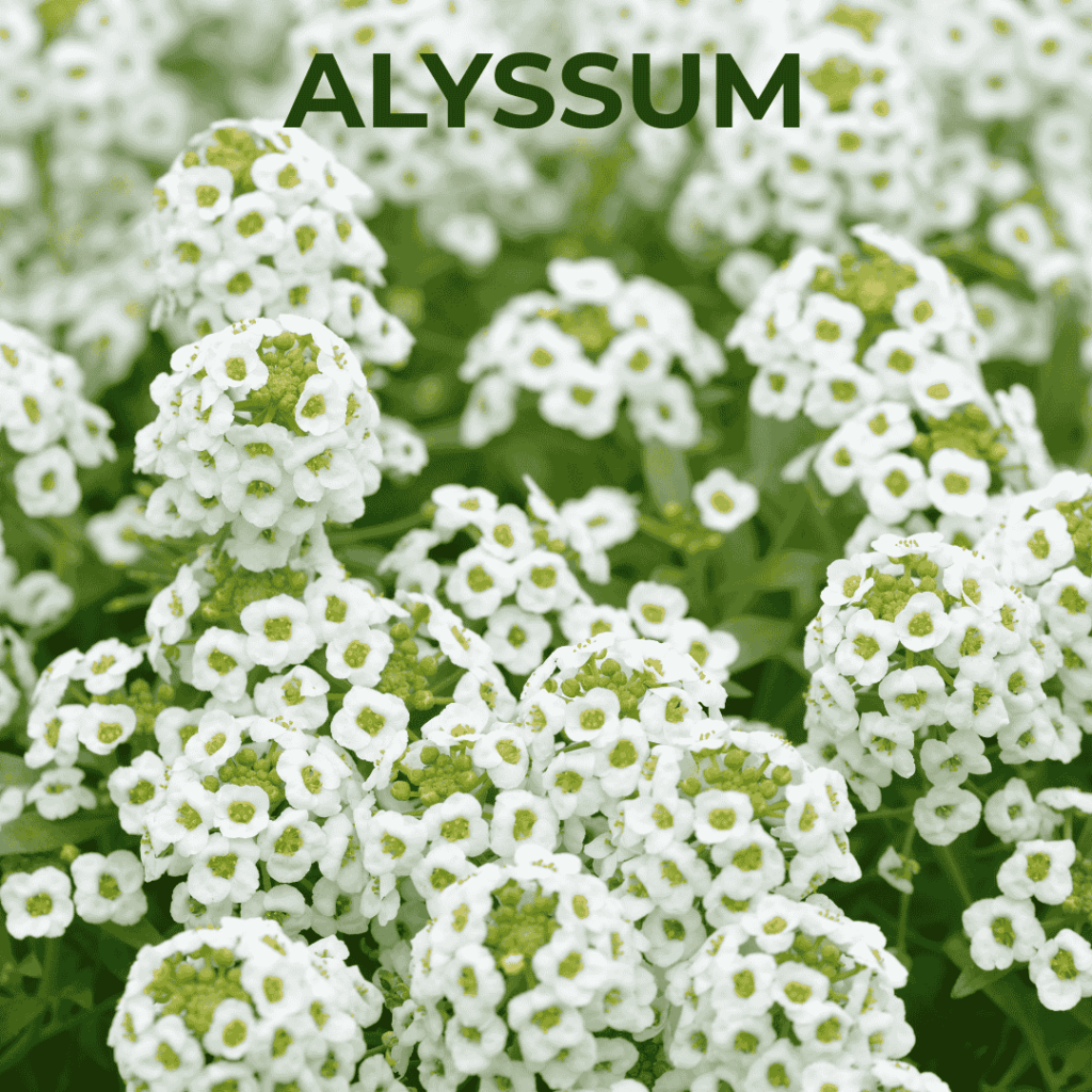 Alyssum