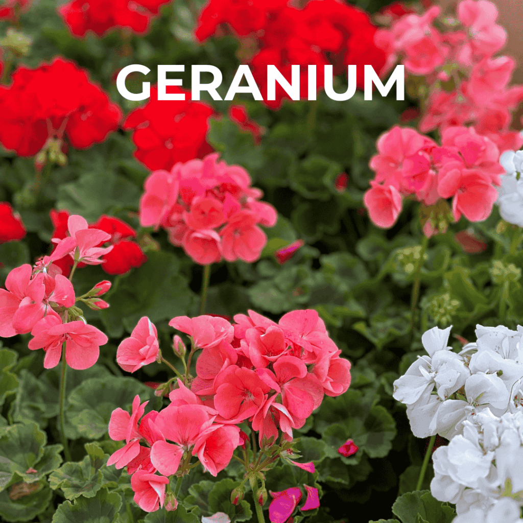 Geranium