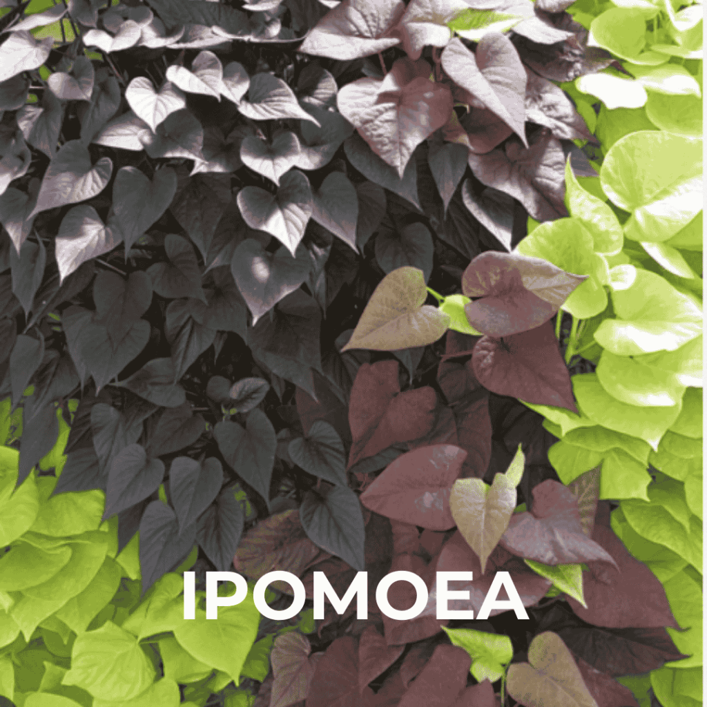 Ipomoea