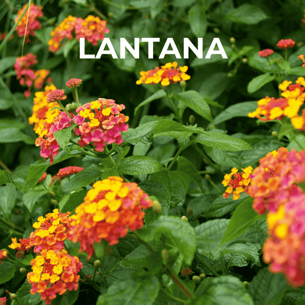 Lantana