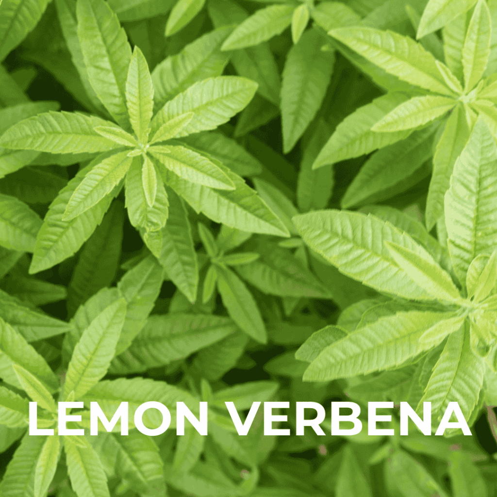 Lemon Verbena