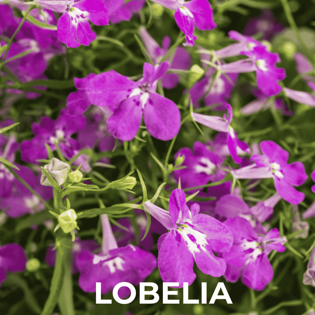 Lobelia
