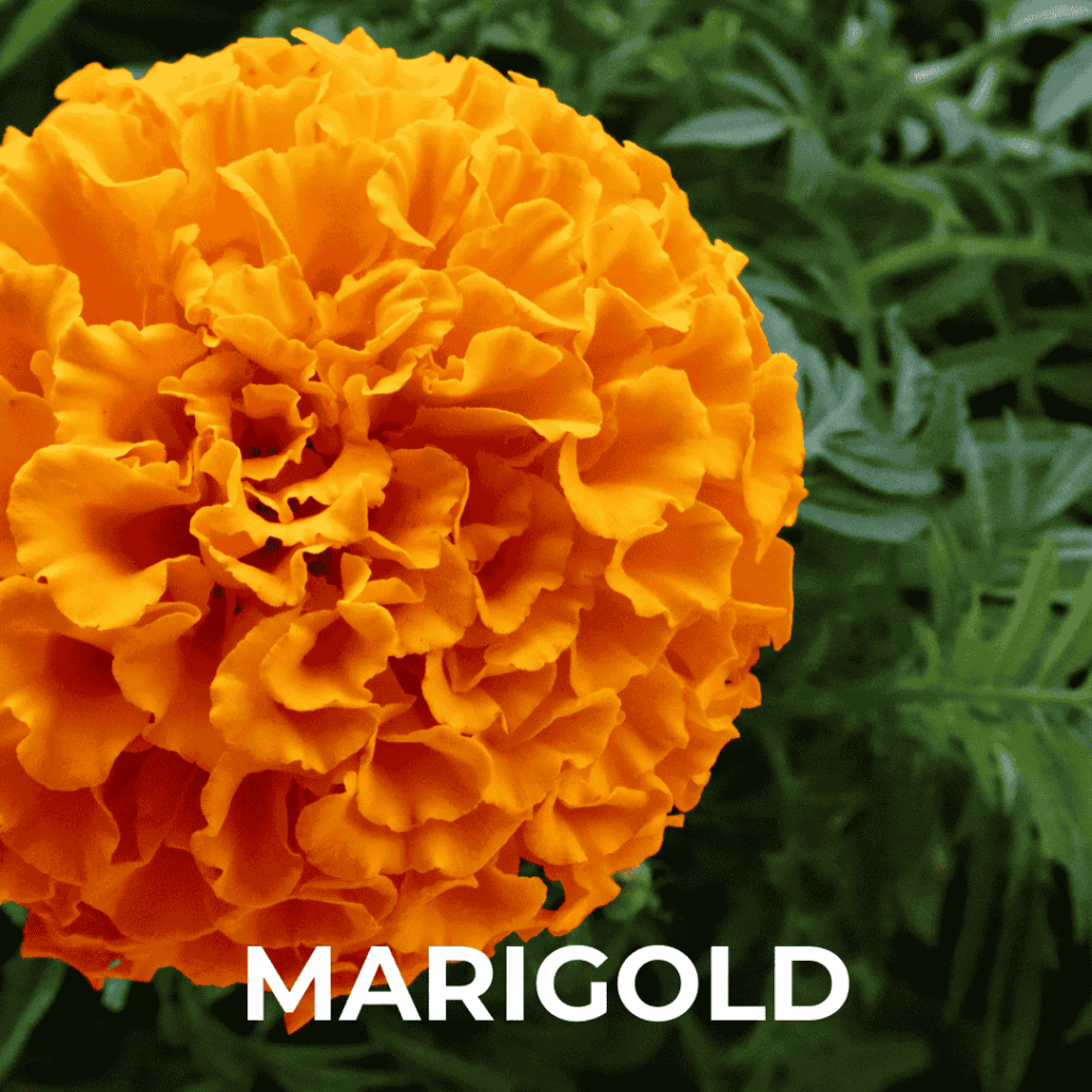 Marigold