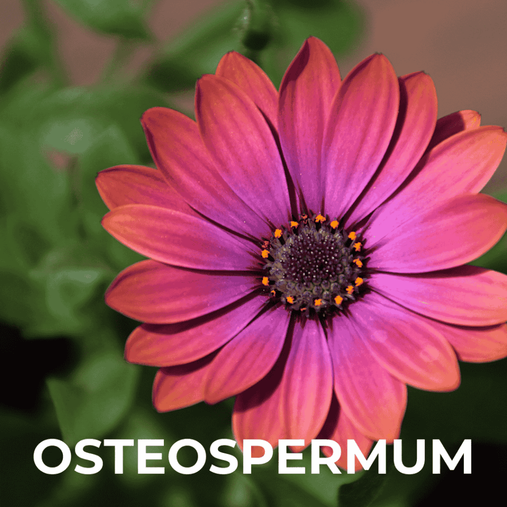 Osteospermum