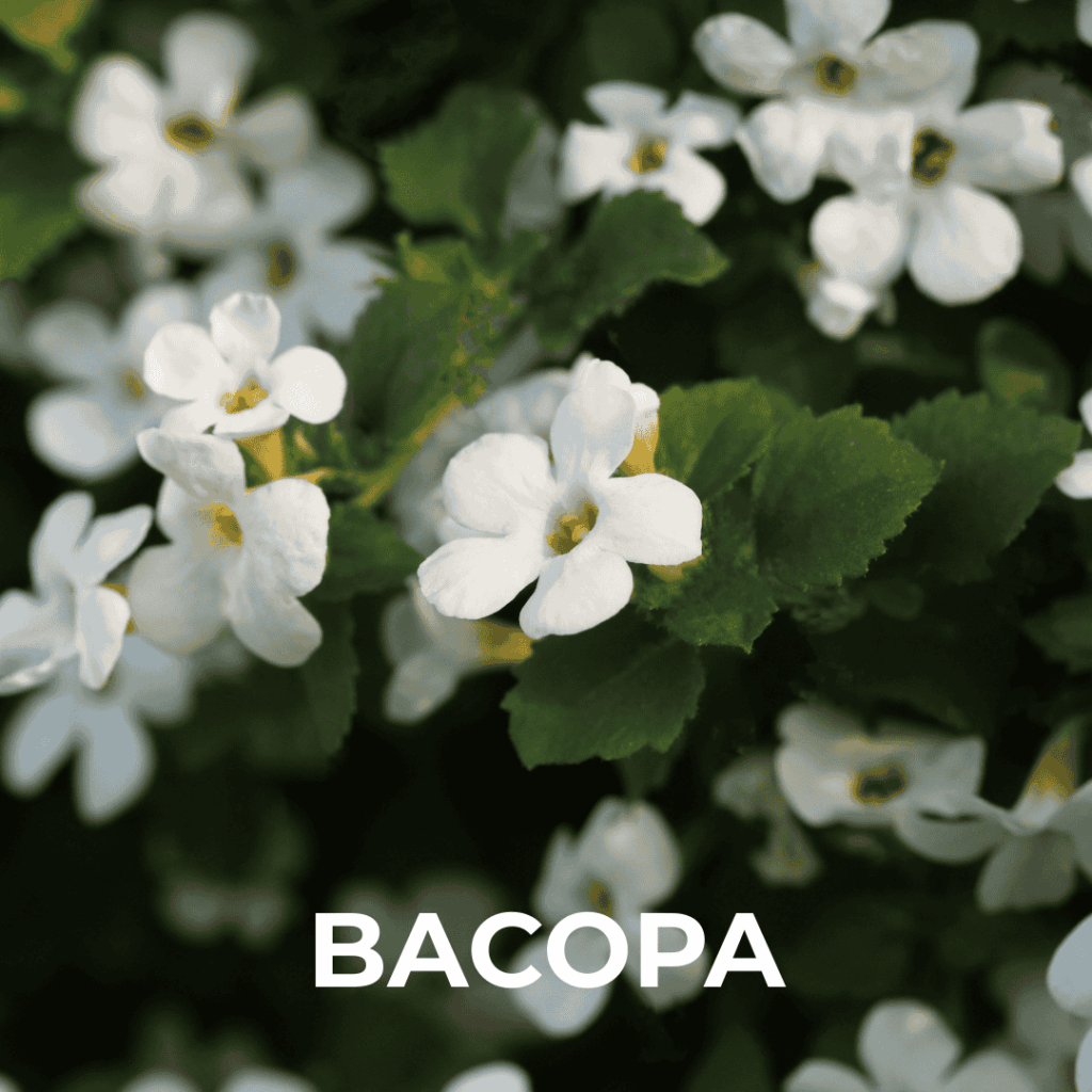 Bacopa