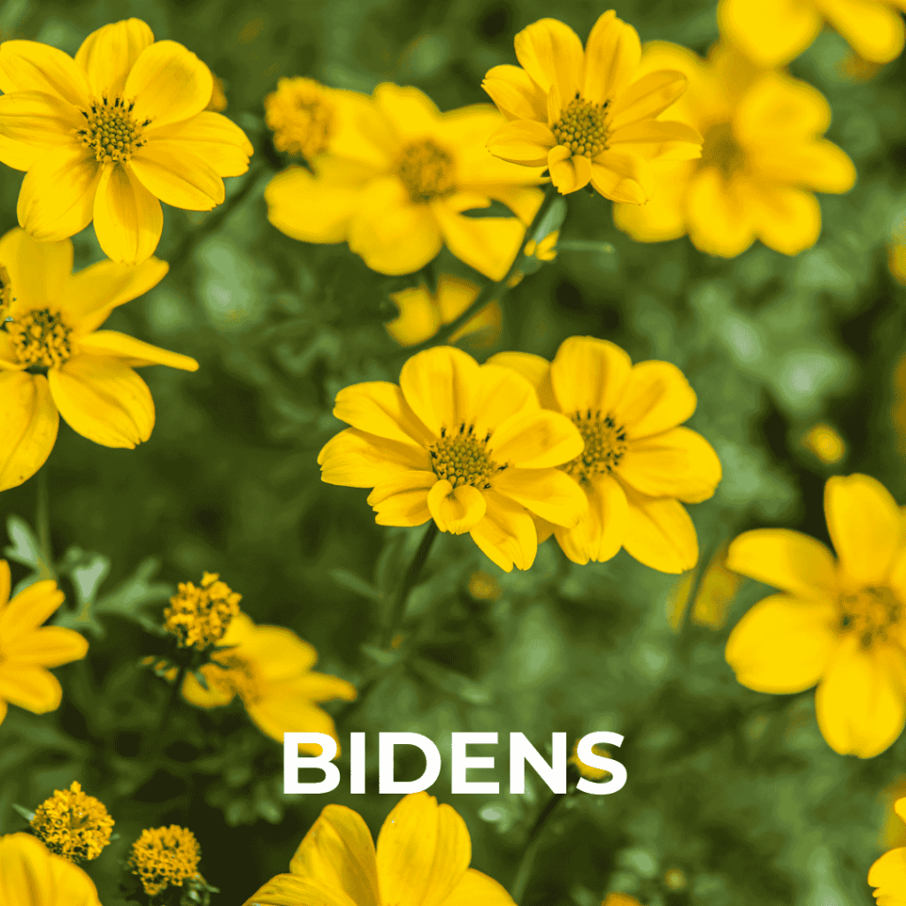 Bidens
