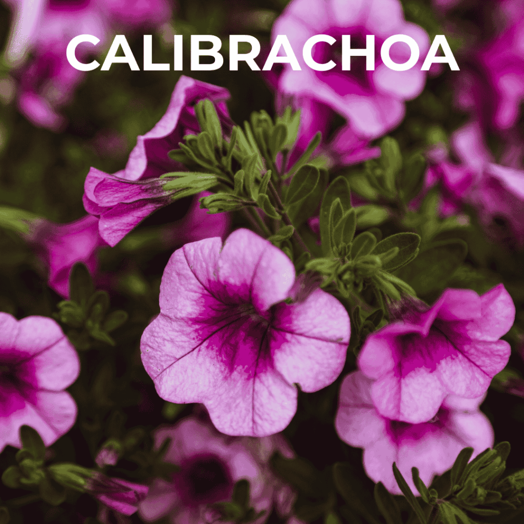 Calibrachoa