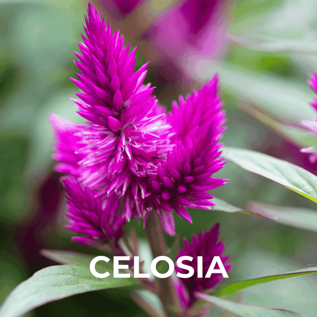 Celosia