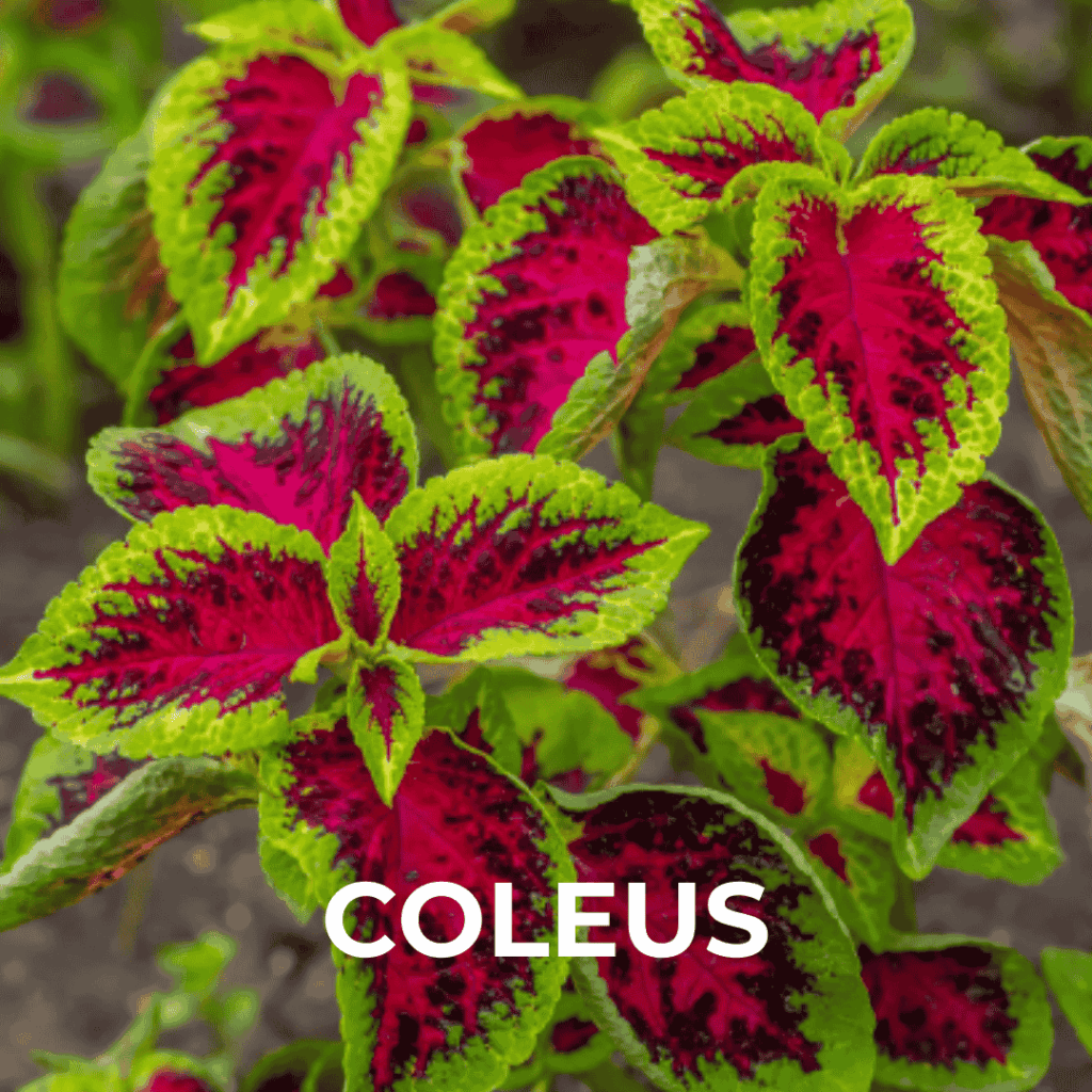 Coleus