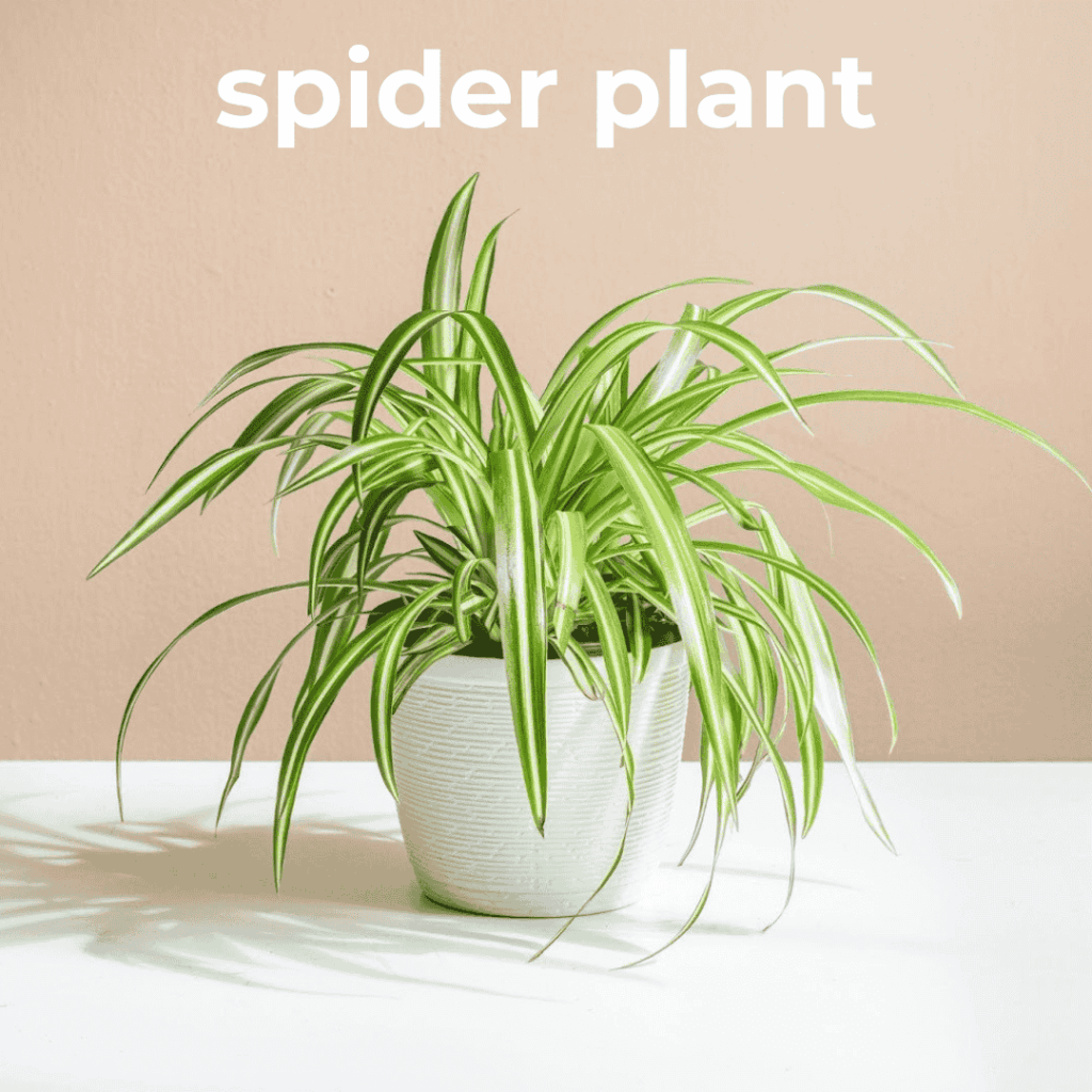 spider plant
