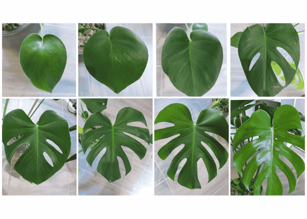 Monstera