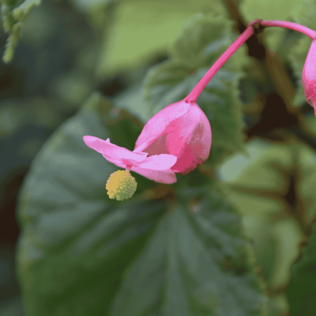 Begonia Rex - angel wing begonia
