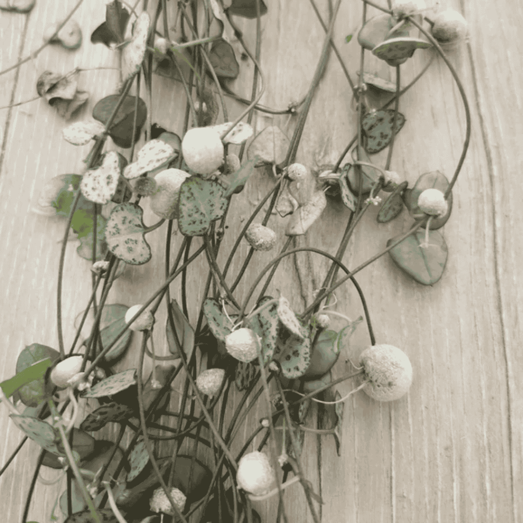 tubers 
string of hearts
houseplant
