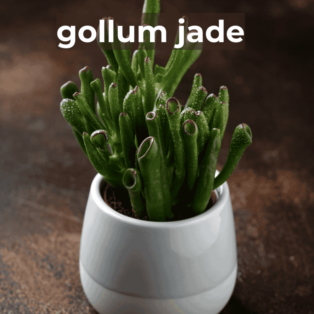 gollum jade