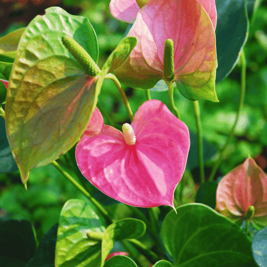 Anthurium