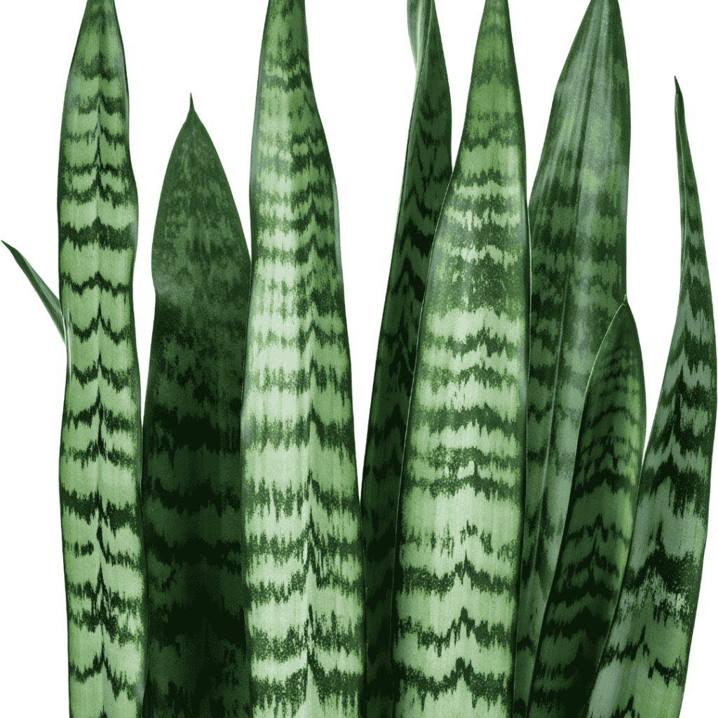 Sansevieria