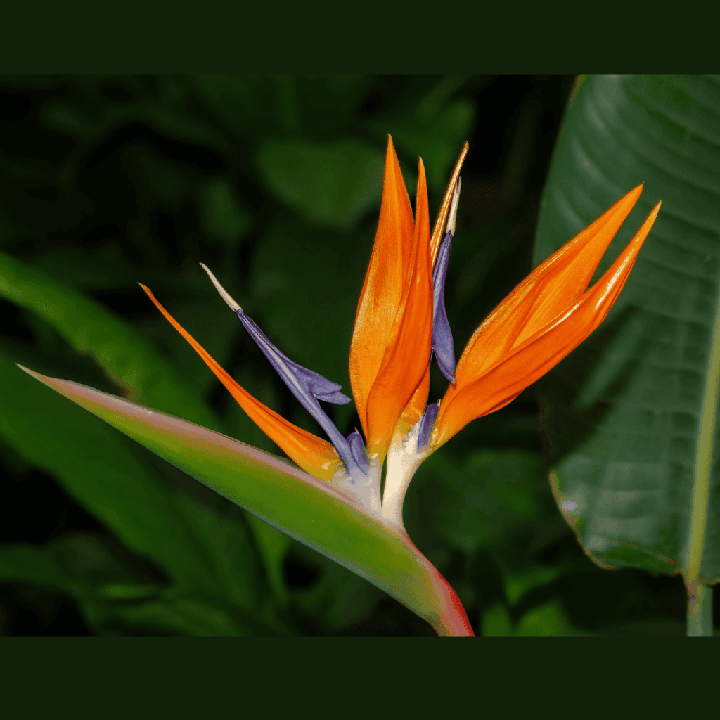 Bird of Paradise